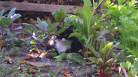 Spotty - One of our Shop Cats :)