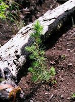 Gallatin National Forest