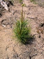 Huron-Manistee National Forest
