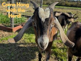 Come Hang with the Herd