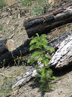 Plumas National Forest